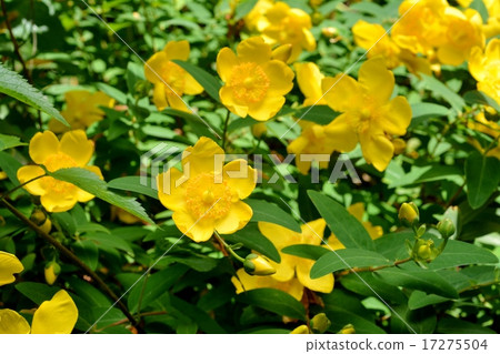 Hipercam·Hidcoat 17275504