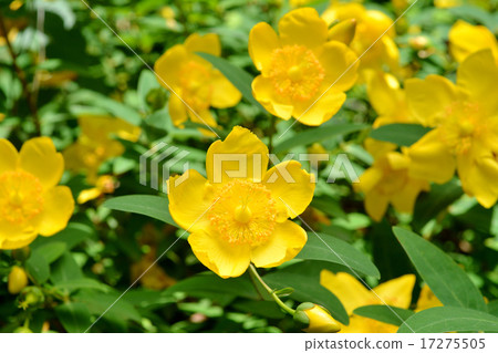 Hipercam·Hidcoat 17275505