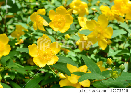 Hipercam·Hidcoat 17275506