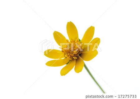 Melanpodium Melanpodium 17275733
