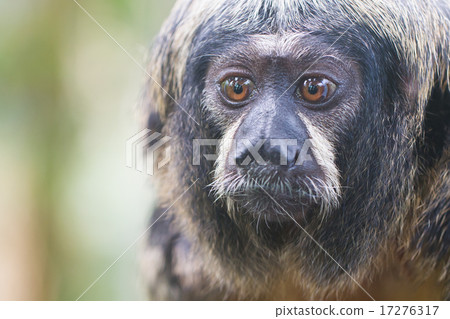 Small monkey, selective focus Small monkey, selective focus 17276317