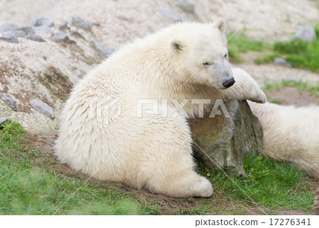 Young polarbear resting Young polarbear resting 17276341