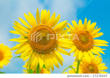 sunflower	 17276447