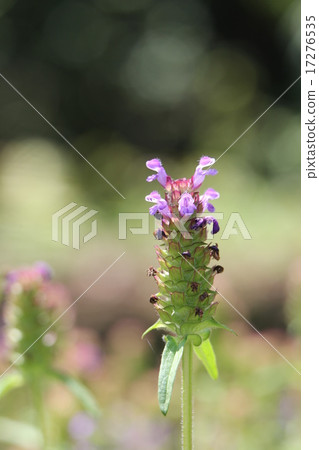 Rice Bogusa 17276535