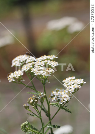 海參和蜜蜂 17276558