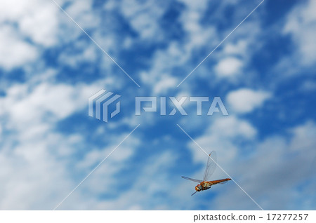 Ustarcissimbo的飛行 17277257