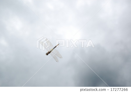 Flight of Ustarcissimbo Flight of Ustarcissimbo 17277266