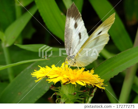 small cabbage white butterfly, dandelion, butterfly 17277275