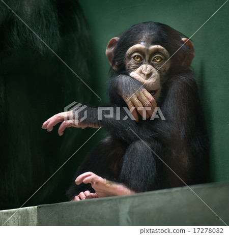 Baby chimpanzee looking in camera 17278082