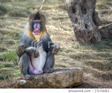Colorful male mandrill monkey 17278083