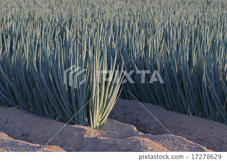 Onion field 17278629
