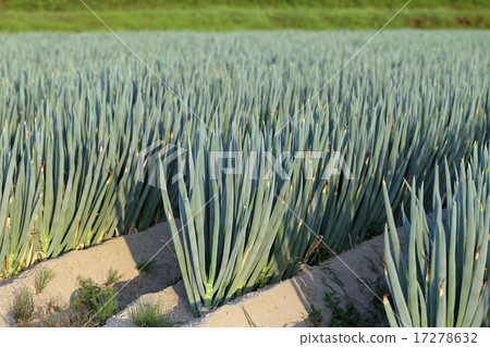 Onion field 17278632