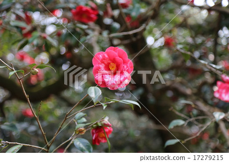 山茶花花照片 山茶花花照片 17279215