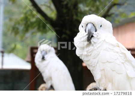 Taihakuumium 17279818