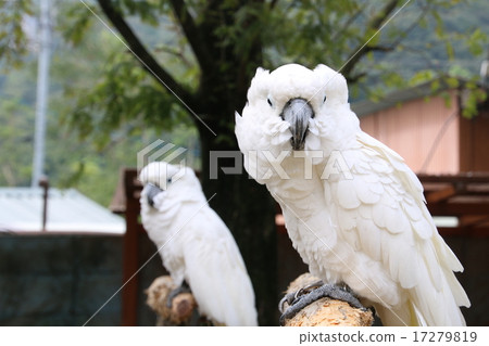 Taihakuumium 17279819