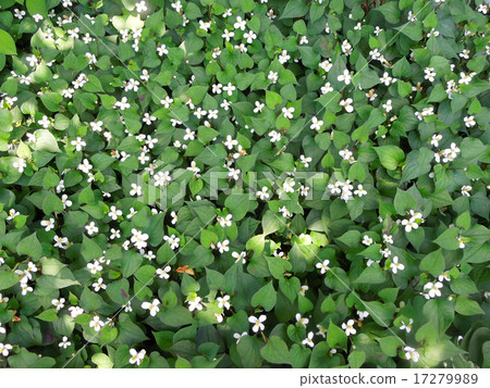 魚腥草 魚腥草 17279989