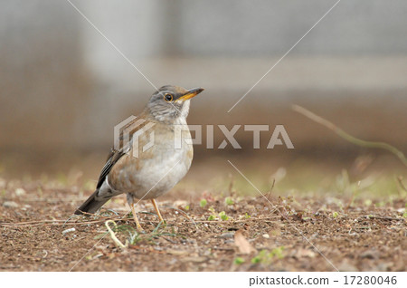 Shorohara在地上 17280046