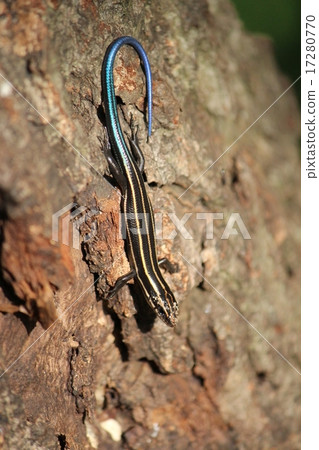 A blue and very beautiful lizard 17280770