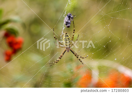 Spider with prey Spider with prey 17280803