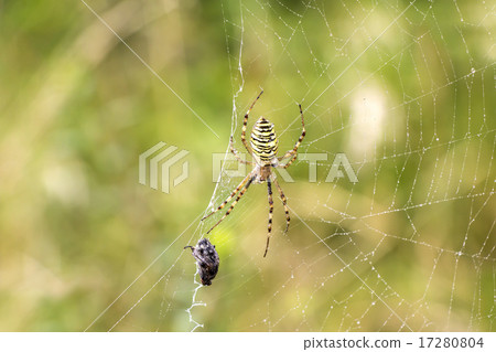 Spider with prey Spider with prey 17280804