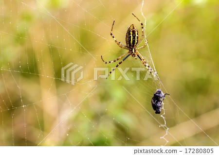 Spider with prey Spider with prey 17280805