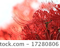 Cluster amaryllis 17280806