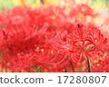 Cluster amaryllis 17280807