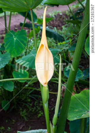 Flowers of taro Flowers of taro 17281367