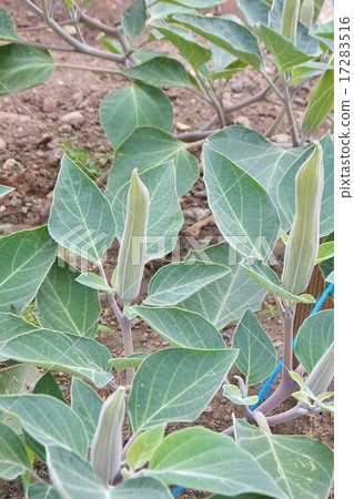 Dachura 2的芽(沒有tagress它的名字是普通話) Dachura 2的芽(沒有tagress它的名字是普通話) 17283516