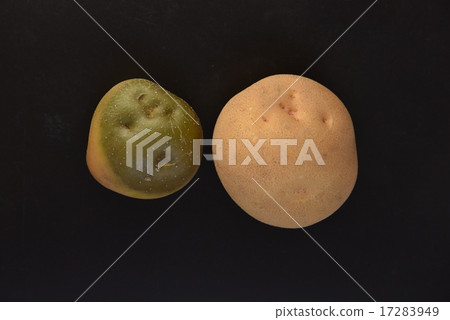 Greening potato background black Greening potato background black 17283949