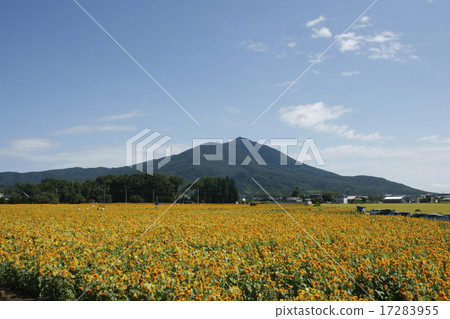 Akeumu Himawari Festival的Yaesu Himawari 17283955