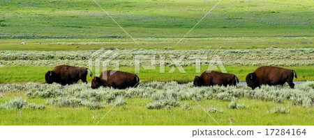 Flock of American Bisons in Yellowstone National Park, USA Flock of American Bisons in Yellowstone National Park, USA 17284164