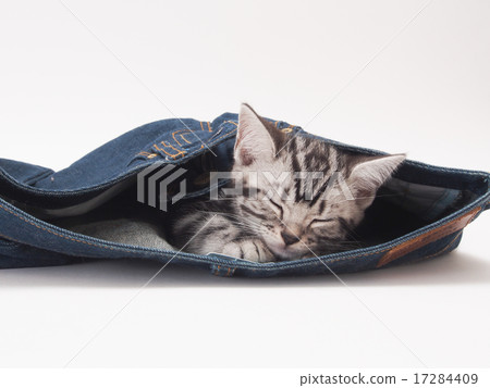 睡覺在牛仔褲的美國短髮小貓 睡覺在牛仔褲的美國短髮小貓 17284409