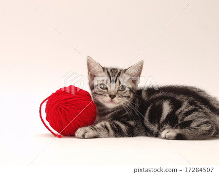 Red yarn and American short hair kitten 17284507