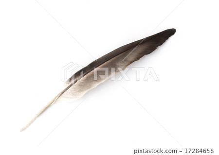 Close up detail of bird feather isolated on white 17284658