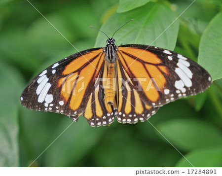 Butterfly (Suejigoro Kabamadara) 17284891