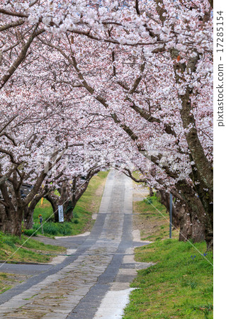 Sakura's Arch @ Takeo City,Saga Prefecture Sakura's Arch @ Takeo City,Saga Prefecture 17285154