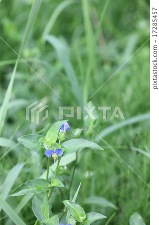 Twicksa 02 Twicksa 02 17285457