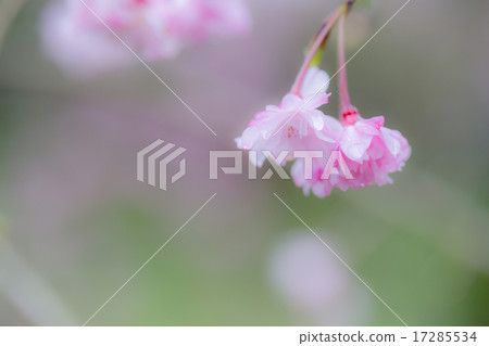 Drooping cherry tree Drooping cherry tree 17285534