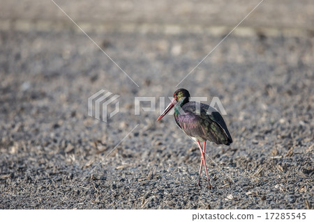 Nabekow Nabekow 17285545