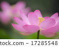 一朵蓮花 17285548