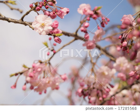 櫻桃樹 17285568