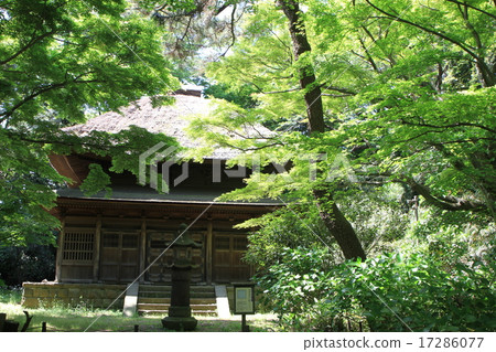 Sankeien Sankeien 17286077