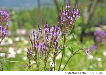 Verbena · Hasta · Pink Verbena · Hasta · Pink 17286402