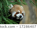 Lesser panda peeking through the grass 17286407