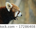 Yawn-breaking lesser panda 17286408