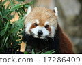 Lesser panda facing front 17286409
