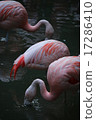 Water drink condor 17286410