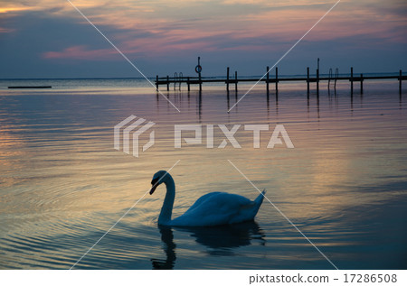 Swan at twilight reflections 17286508