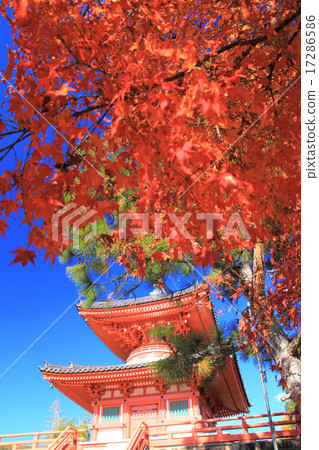 November Kyoto Old Saga Imperial Palace Daimonji Monster Market · The Great Pagoda and Autumn Leaves 17286586